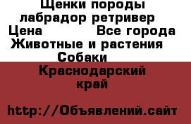 Щенки породы лабрадор ретривер › Цена ­ 8 000 - Все города Животные и растения » Собаки   . Краснодарский край